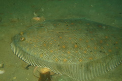 Rhombosolea retiaria