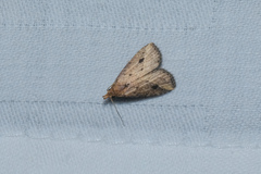 Luceria oculalis