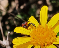 Synema globosum