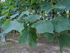 Acer nigrum