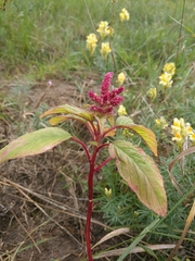 Amaranthus cruentus