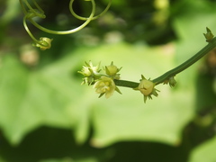 Sechium edule