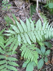 Athyrium