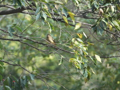 Phoenicurus auroreus