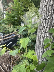 Chenopodiastrum hybridum