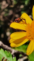 Synema globosum