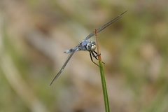 Libellula comanche