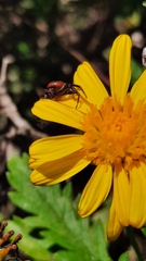 Synema globosum