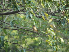 Phoenicurus auroreus