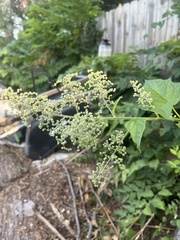 Chenopodiastrum hybridum