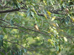 Phoenicurus auroreus