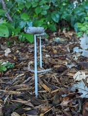 Coprinopsis lagopus