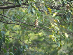 Phoenicurus auroreus