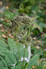 Filipendula palmata