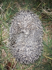 Hemiechinus auritus