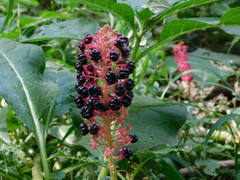 Phytolacca acinosa