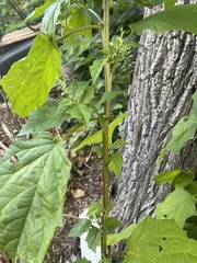 Chenopodiastrum hybridum