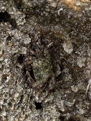 Pachygrapsus transversus