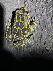 Sclerophrys pantherina
