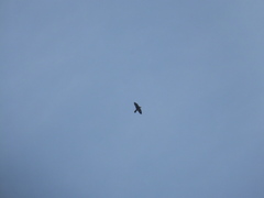 Falco