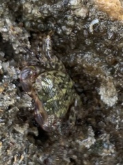 Pachygrapsus transversus