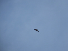 Falco