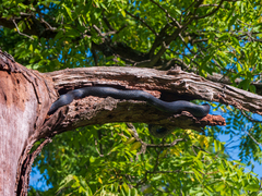 Pantherophis spiloides