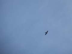 Falco