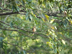 Phoenicurus auroreus