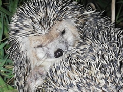 Hemiechinus auritus