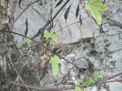 Emberiza rustica