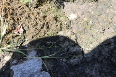 Panicum philadelphicum philadelphicum