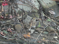 Emberiza chrysophrys