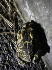 Sclerophrys pantherina