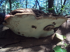 Ganoderma