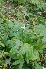 Filipendula palmata