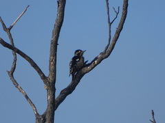 Yungipicus canicapillus