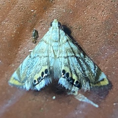 Eoparargyractis irroratalis