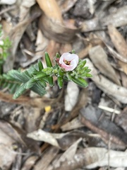 Adenandra uniflora