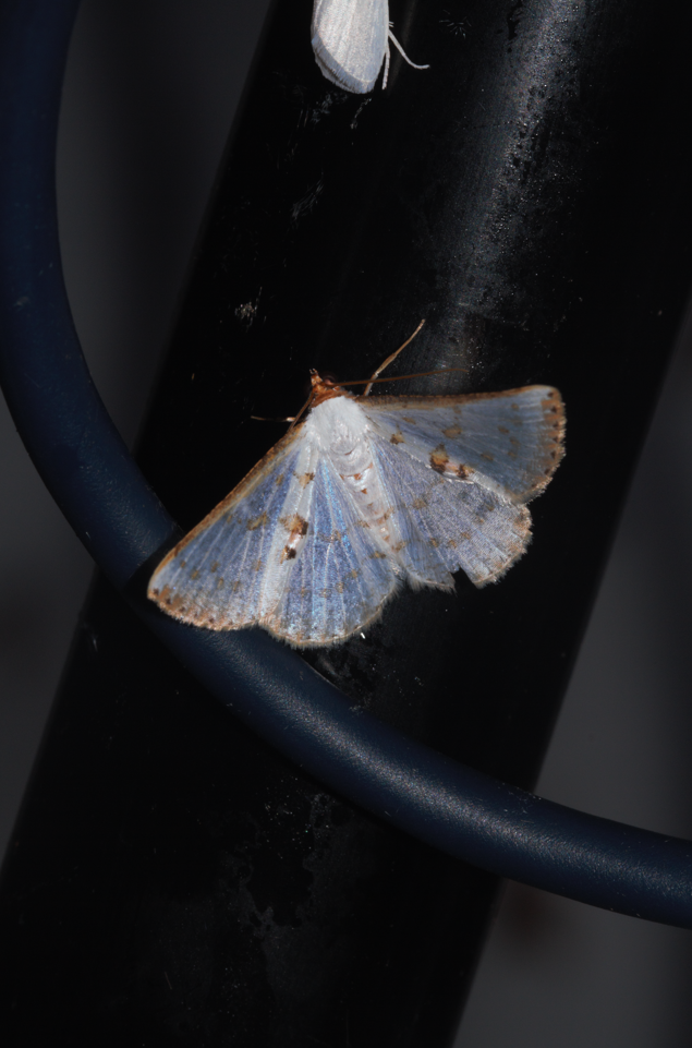 Ballantiophora gibbiferata