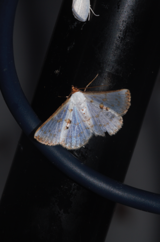 Ballantiophora gibbiferata