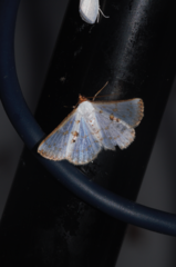 Berberodes cassiteris