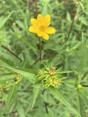 Bidens polylepis