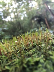 Atrichum undulatum