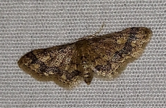 Idaea celtima