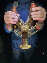 Homarus americanus