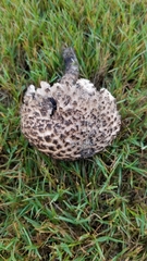 Strobilomyces strobilaceus