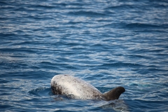 Grampus griseus