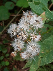 Senecio ovatus