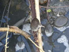 Amaurornis phoenicurus